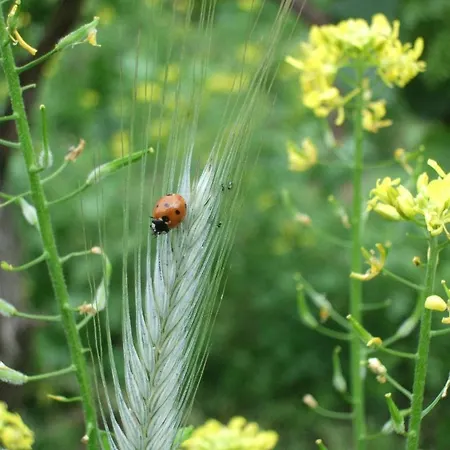 Gastehaus Weingut Arns * Reil