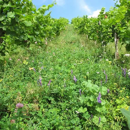 Gastehaus Weingut Arns
