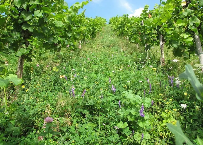 Gastehaus Weingut Arns